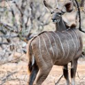 Kruger 573 copia